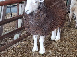 4 Herdwick wethers looking for a pet home