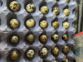Quail Hatching Eggs