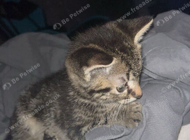 Male kitty for his forever home