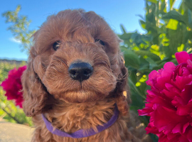 Poodle. X cocker spaniel puppies
