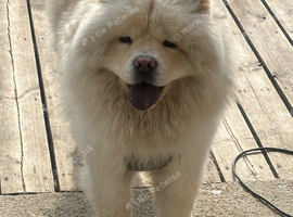 Male chow chow needing a new home