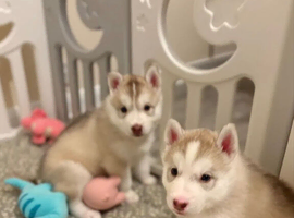 Siberian husky puppies