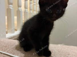 Looking for new home