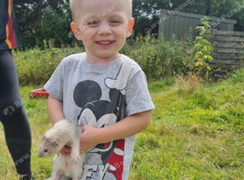 Baby silver hob ferret
