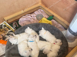 7 Wonderful Westie Pups