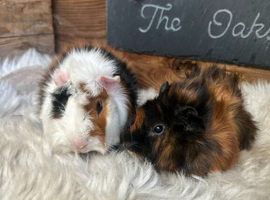 2 young boar guinea pigs