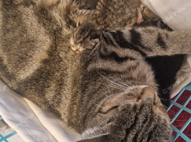 4 litle kittens for sale