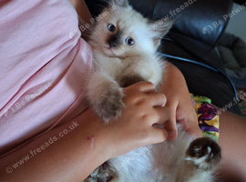 Ragdoll kitten
