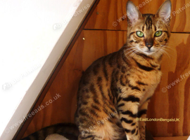 Female Friendly Bengal mother