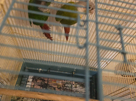 green cheek conures