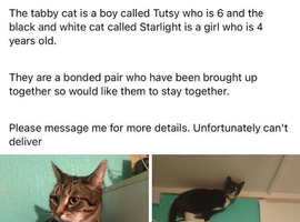 Cats