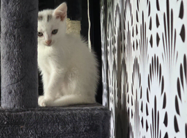 Female kitten white with two black spots on head