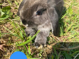 Lop bunnies ready to leave