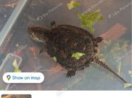 Snapping turtle