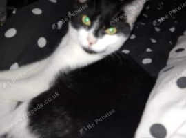 3 YEAR OLD MALE NEAUTERED CAT FOR SALE
