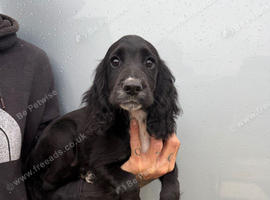 Cocker spaniel puppy