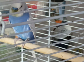 Available MALES 1 x Purple Lavender and white and 1 x green cinnamon and yellow &pound;50 the pair