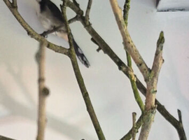 Himalayas bulbul and female redwiskered  bulbul