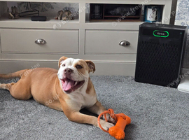Bulldog