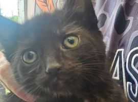KITTENS FOR SALE READY TO LEAVE 1 BOY 1 GIRL LEFT