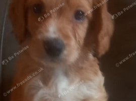 F1b cockapoo puppies