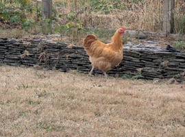 Free range Buff Orbington cockerel