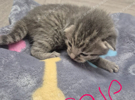 Beautiful litter of kittens