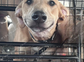 GREYHOUND X SALUKI