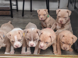 American Bully Pocket