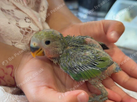 Peach Faced LoveBird Chicks Hand Reared