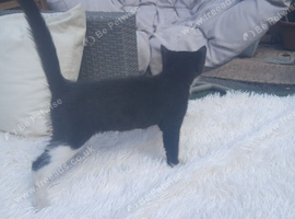 Cross ragdoll 2 Females available now