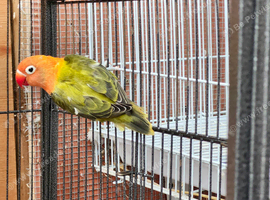 Green opaline lovebirds for sale