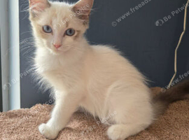 2 stunning ragdoll kittens left