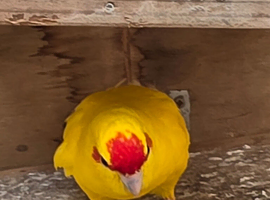 Kakoriki cock