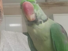 Alexandrine parrot (Bonded Pair)