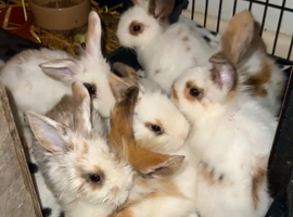 Beautiful lionhead babies ready to leave now