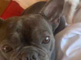 Female blue french bulldog
