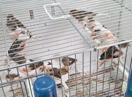 Portugese Harlequins