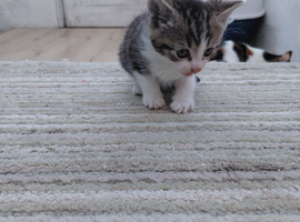 2 male tabby kittens