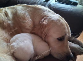 Beautiful Golden Retriver Puppies