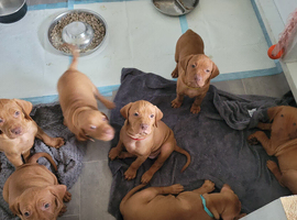 KC hungarian vizsla puppies for sale