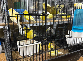 Canary&rsquo;s