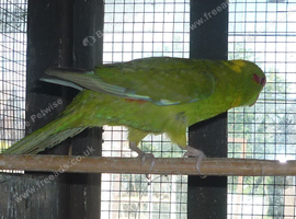 Baby kakarikis x 3 looking for new homes