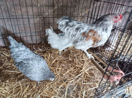 Trio of fantail Bantams