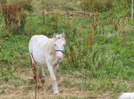 Cob pony
