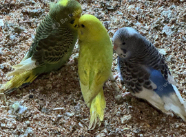 Beautiful baby budgies available in a variety of colours.