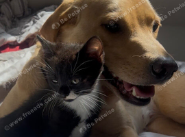 Cute kittens used to dogs