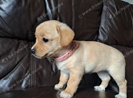 gorgeous happy poodle cross puppies