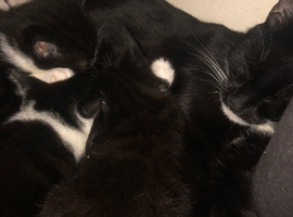 Tuxedo Kittens