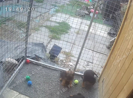 Cracking litter of 8 boarder terrier 3 left